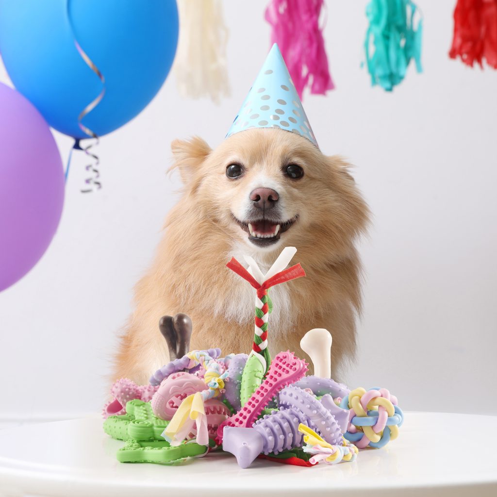 DOG TOY PRODUCT PHOTOGRAPHY IN CHINA FOR TURKISH AMAZON SELLERS